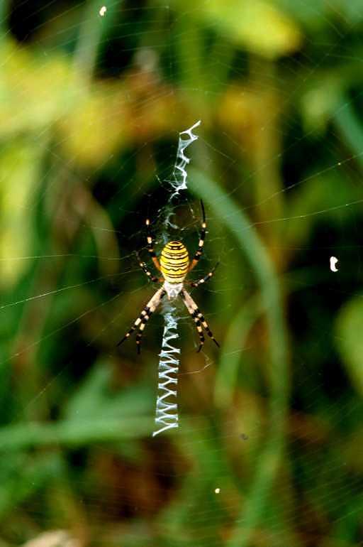Argiope_bruennichi_P1498_Z_84_Les Gris_Frankrijk.jpg